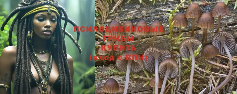 Псилоцибиновые грибы MAGIC MUSHROOMS  как найти закладки  Иланский 